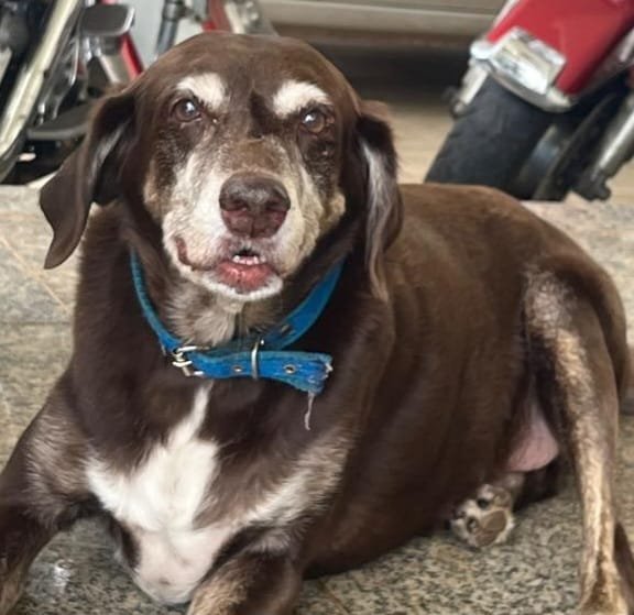 Foto do Thor