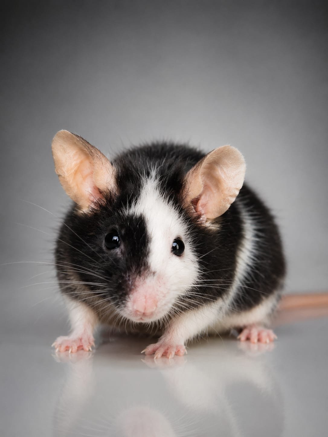 foto ratinho fofo